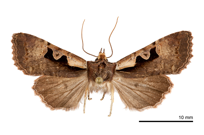 Sugitania chengshinglini Female